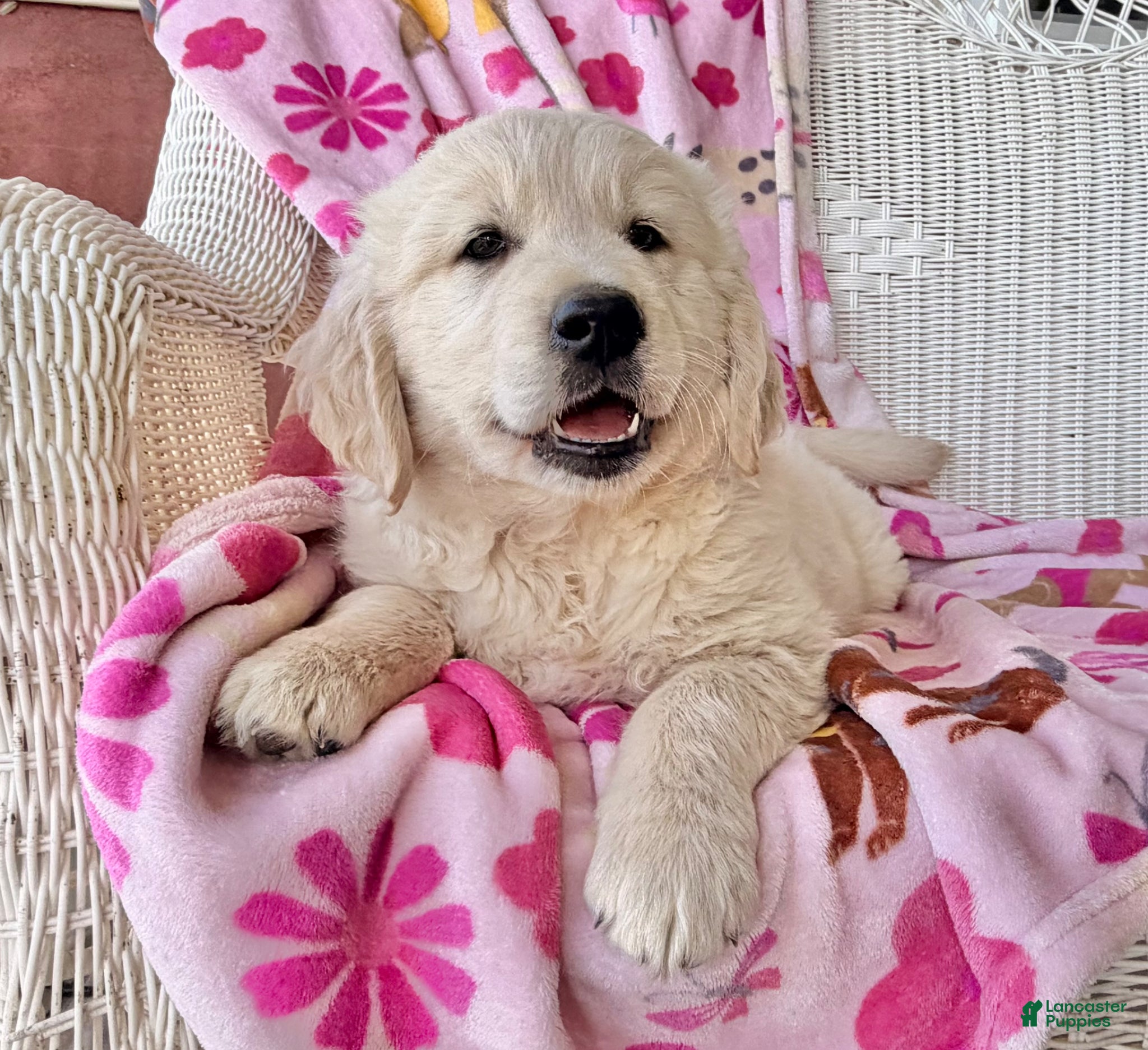 Golden Retriever dogs Sunbeam  - Ad 1