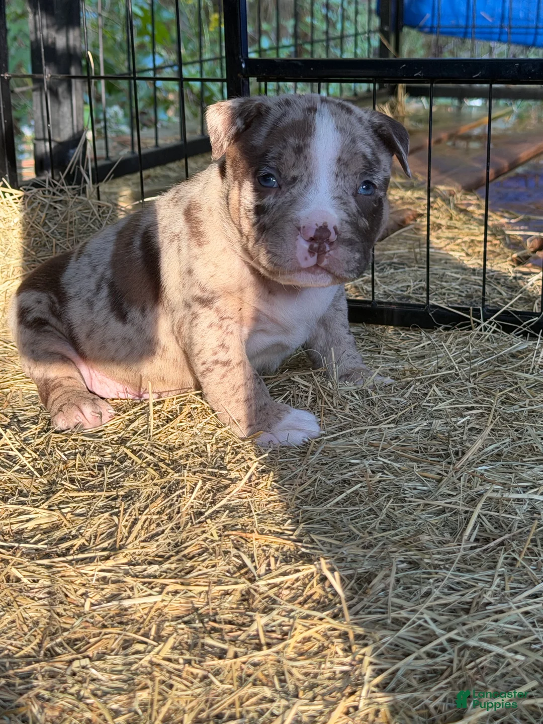 American Bully dogs for sale: American Bully 2 - Ad 2