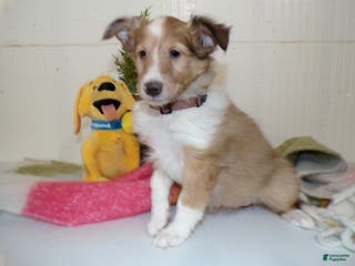 Shetland Sheepdog dogs Shetland Sheepdog Puppy 3 Shelly - Ad 34