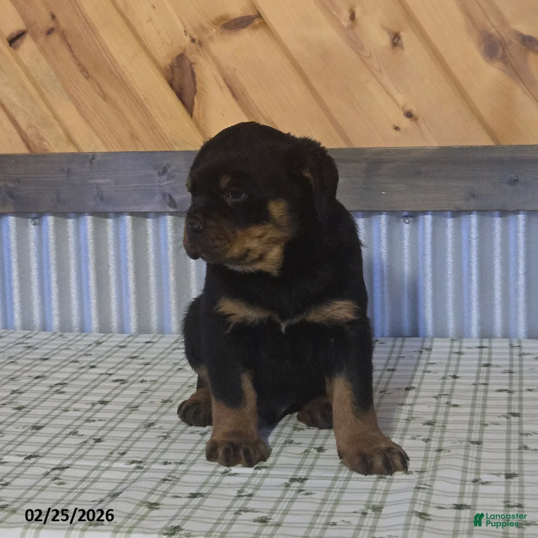 Rottweiler dogs for sale: Kyle - Ad 1