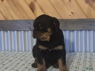 Rottweiler dogs for sale: Kyle - Ad 3