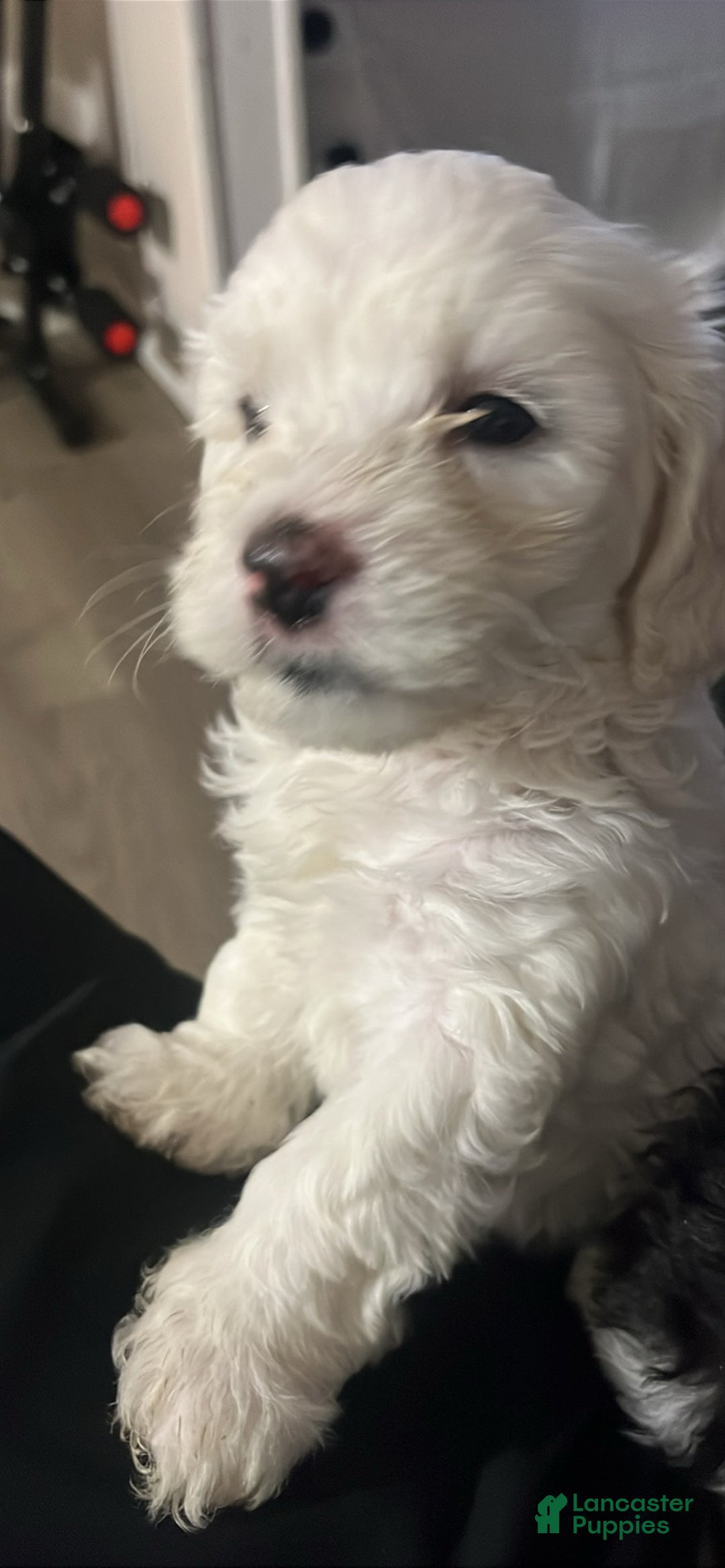 Malshi dogs for sale: Malshi Puppy 2 - Ad 1