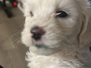 Malshi dogs Malshi Puppy 2 - Ad 40