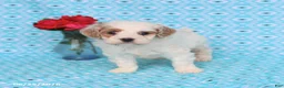 Cockapoo dogs for sale: Diamond - Ad 2