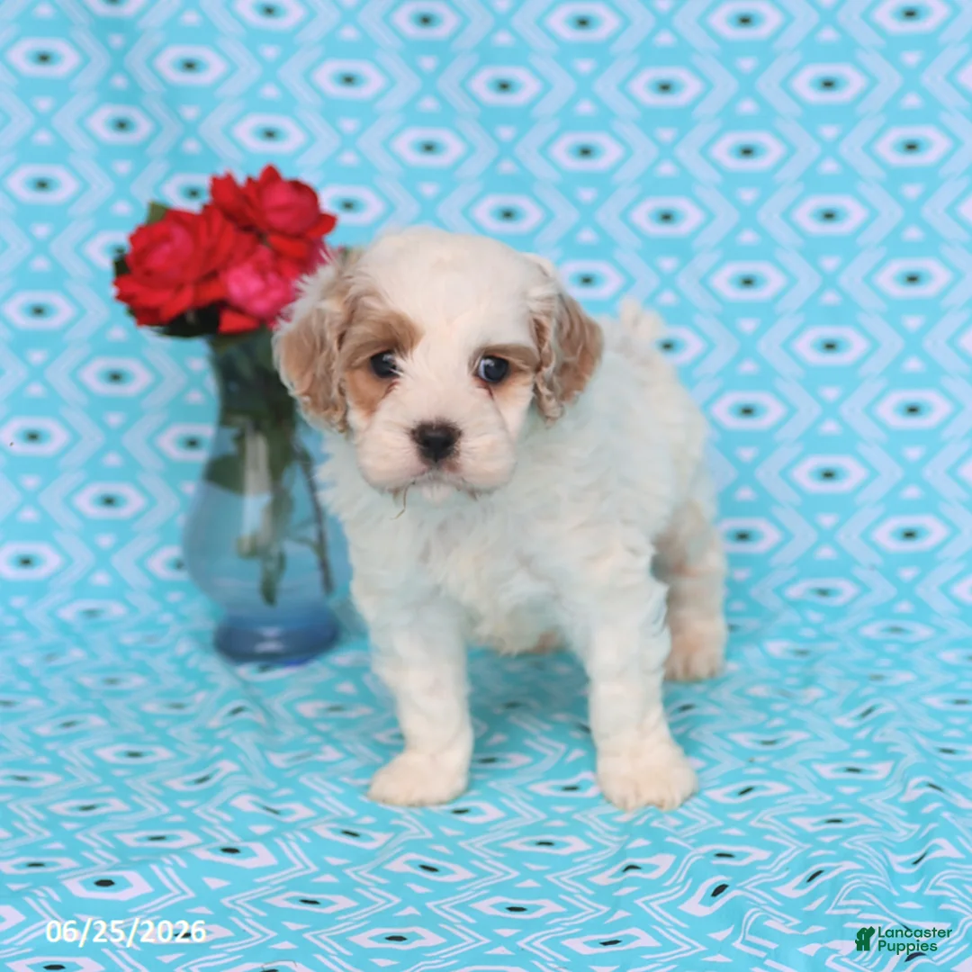 Cockapoo dogs for sale: Diamond - Ad 2