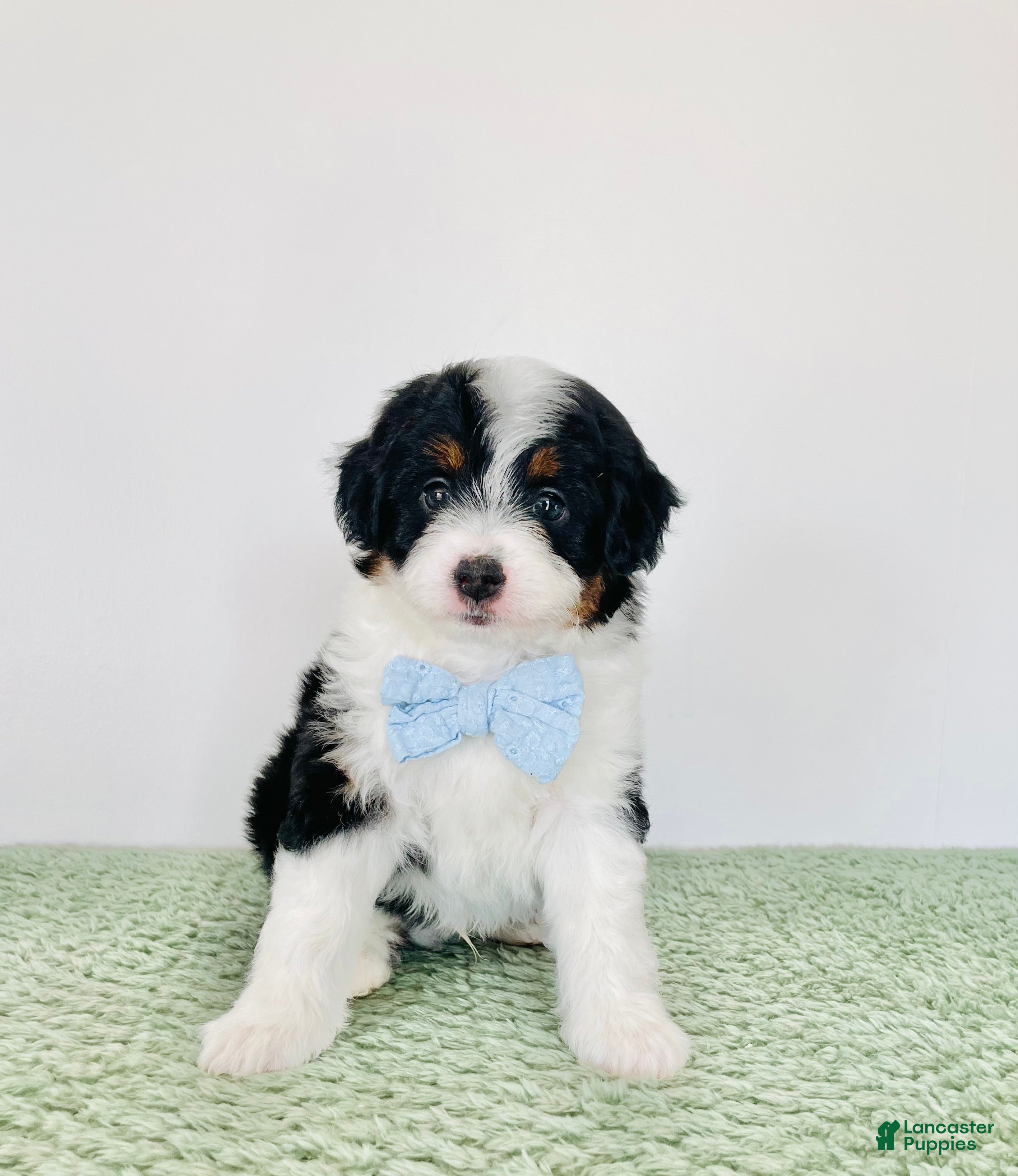Mini Aussiedoodle dogs for sale: Axel - Ad 2