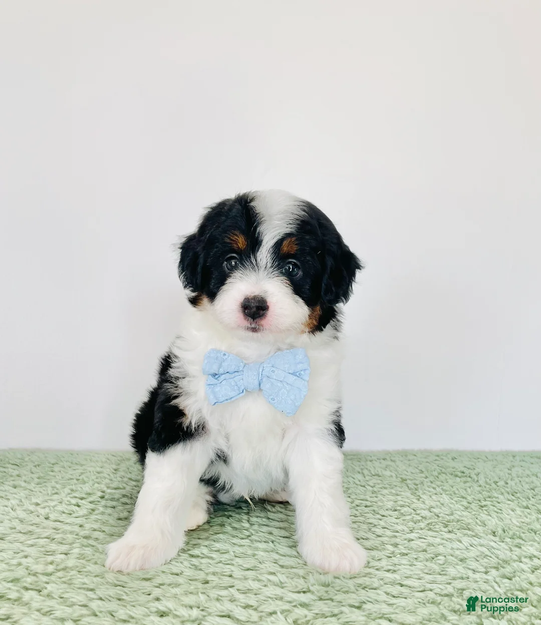 Mini Aussiedoodle dogs for sale: Axel - Ad 1