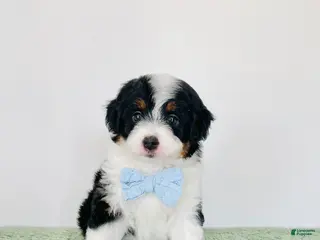 Mini Aussiedoodle dogs for sale: Axel - Ad 2