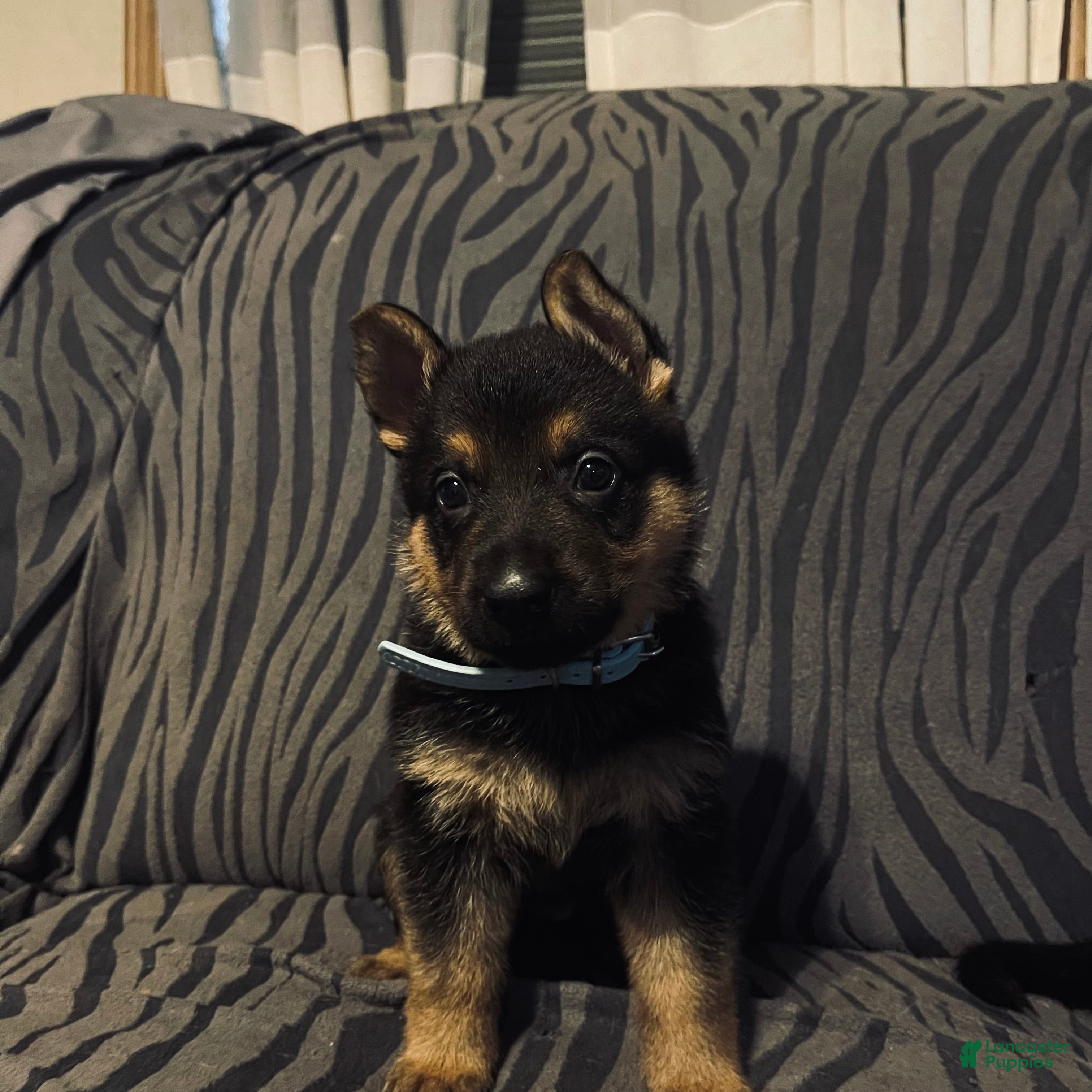 Golden Shepherd dogs Golden Shepherd Puppy 2 - Ad 1