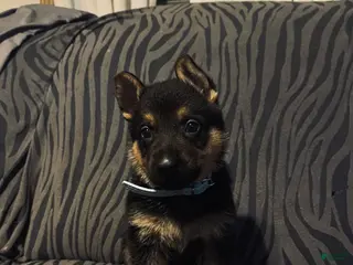 Golden Shepherd dogs for sale: German Shepherd Puppy 2 - Ad 3