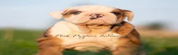 English Bulldog dogs for sale: Athena AKC - Ad 4