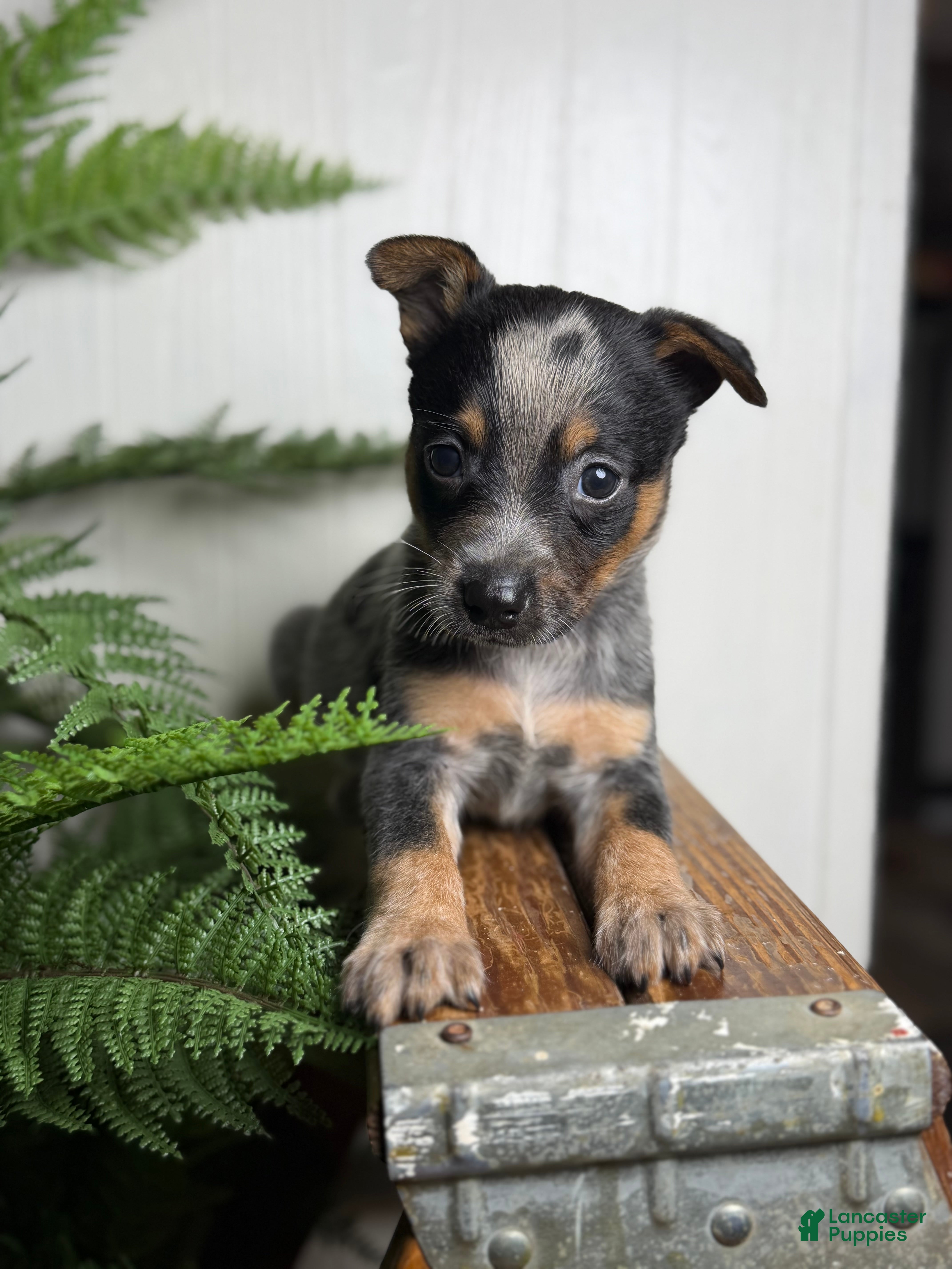 Australian Cattle Dog dogs Rudis - Ad 2