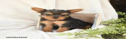 Yorkshire Terrier dogs for sale: Baxter - Ad 4