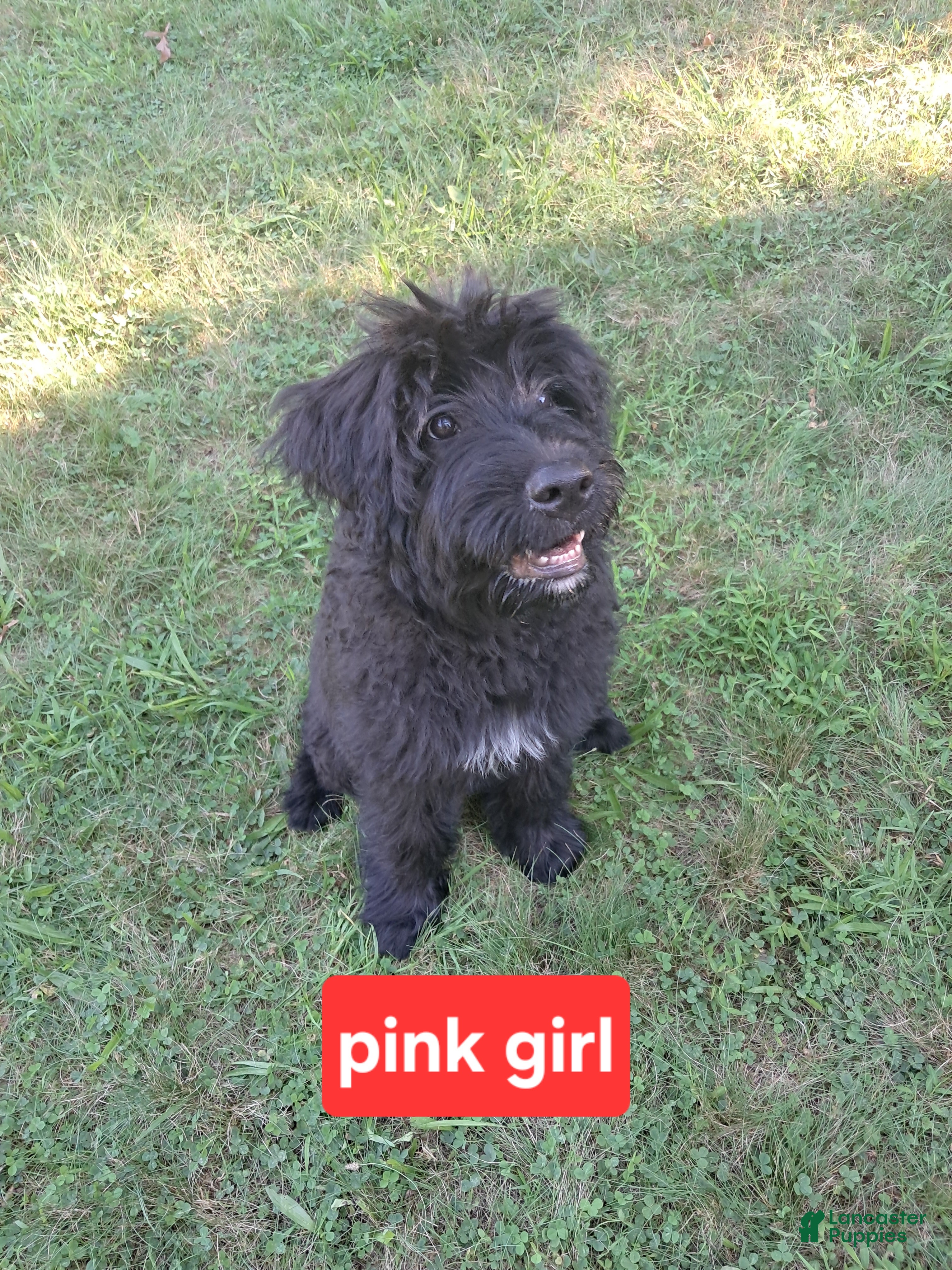 Bouvier Des Flandres dogs Bouvier Des Flandres 5 - Ad 2