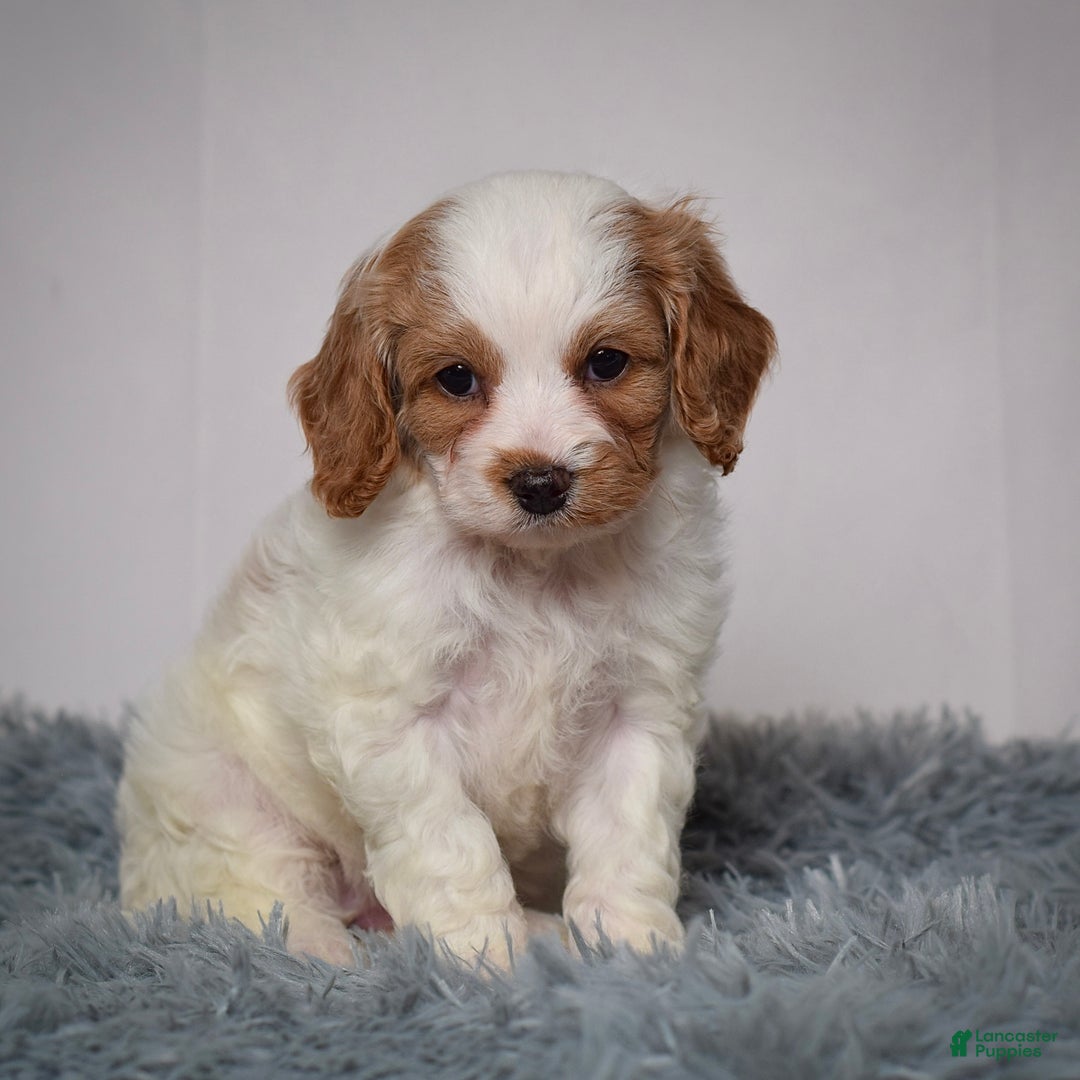 Cavapoo dogs for sale: Ms. Lacey - Ad 3