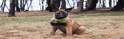 Belgian Malinois dogs for sale: Aria - Ad 10