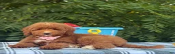 Goldendoodle dogs for sale: Goldendoodle 1 - Ad 3
