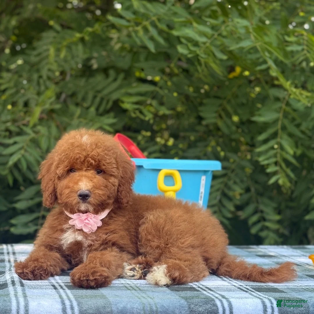 Goldendoodle dogs for sale: Goldendoodle 1 - Ad 3