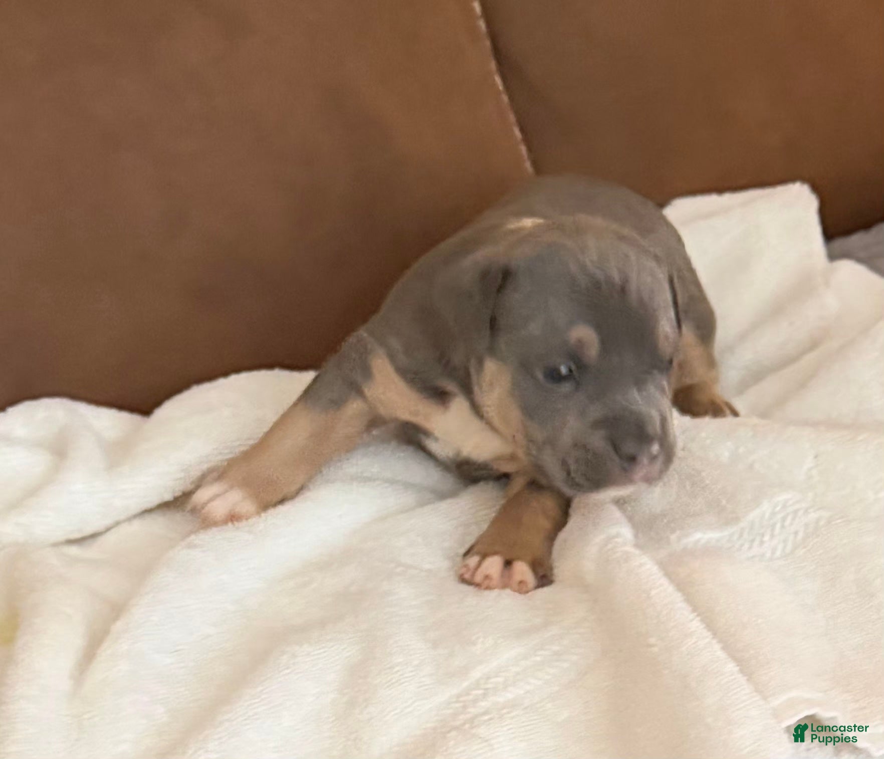 American Bully dogs Carol - Ad 1
