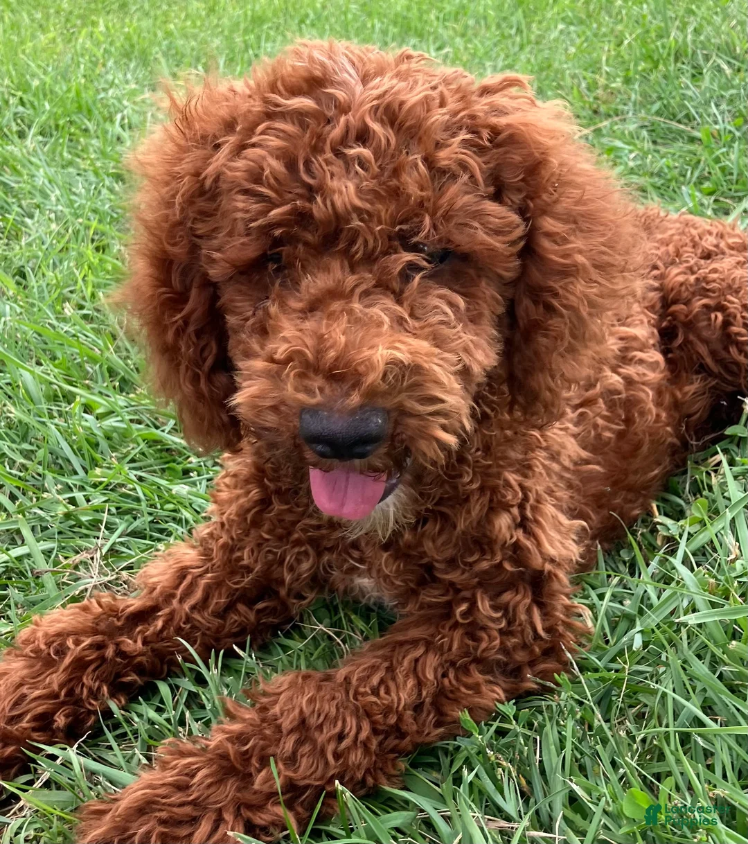 Miniature Poodle dogs for sale: Brelle - Ad 2