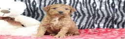 Mini Goldendoodle dogs for sale: Mindy - Ad 1