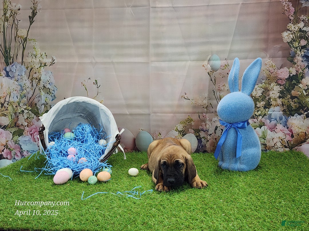 Mixed Breed dogs for sale: 2025 Bloodahoula Male 1 "Huck" - Ad 15