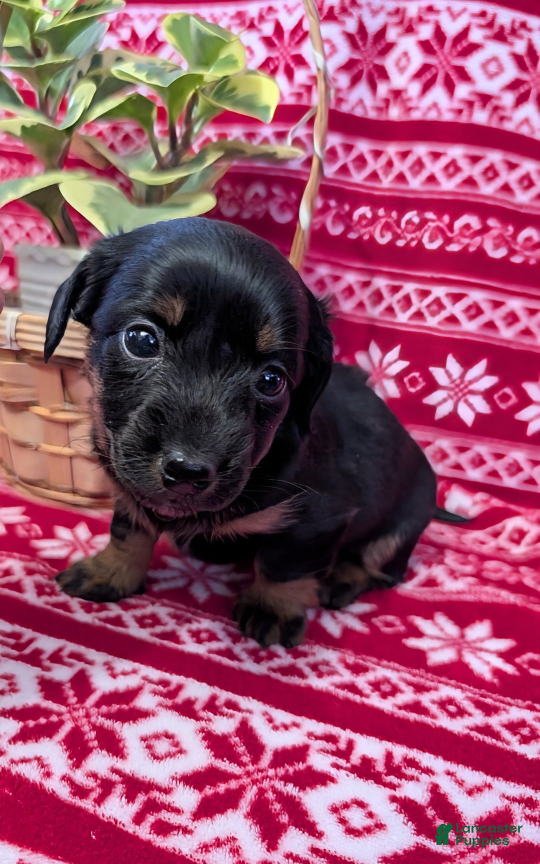Miniature Dachshund dogs for sale: Anna  - Ad 6
