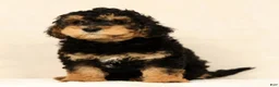 Mini Bernedoodle dogs for sale: Leo - Ad 5
