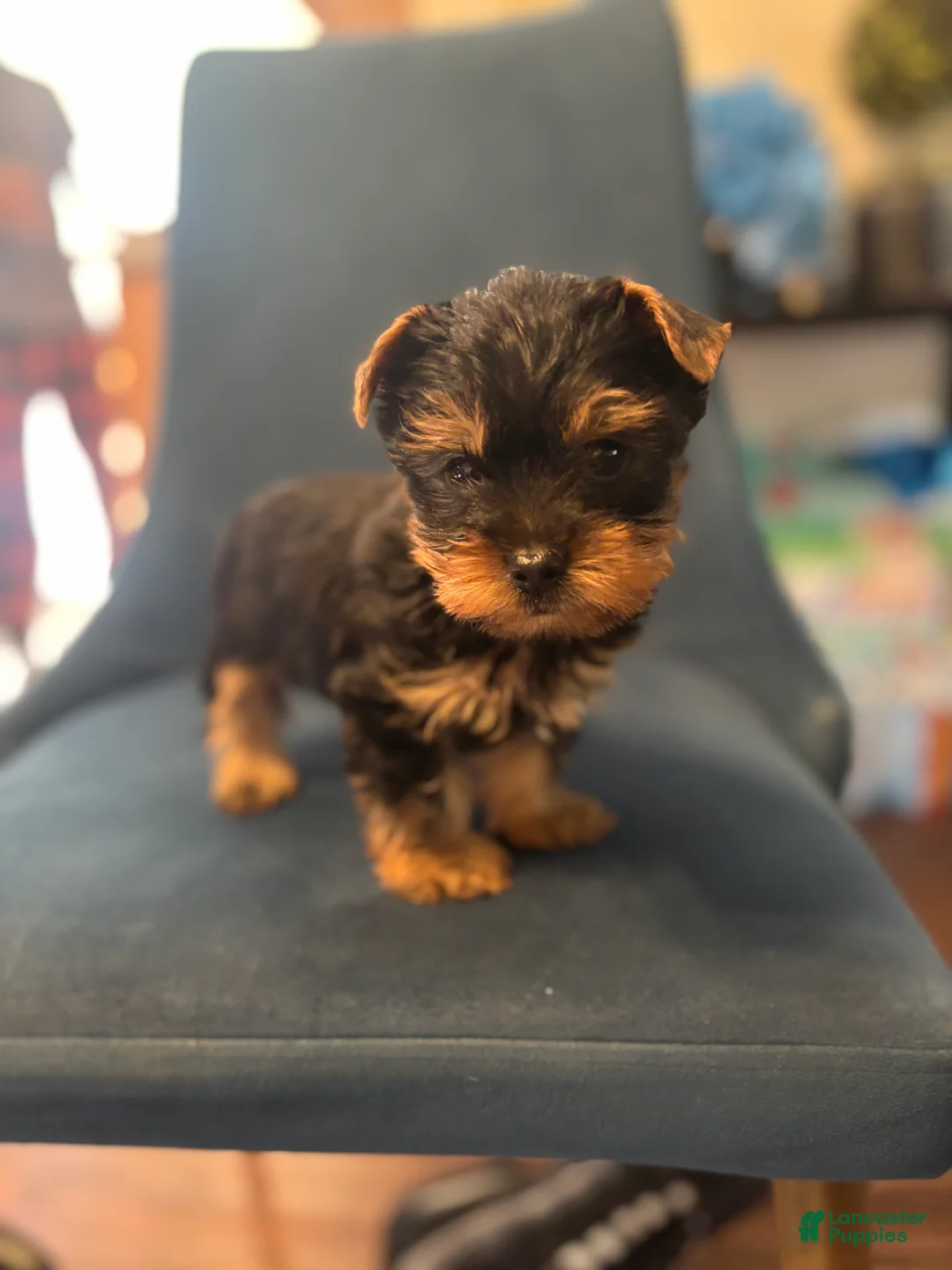 Yorkshire Terrier dogs for sale: Rocky  - Ad 2
