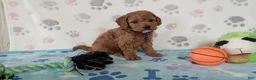 Cockapoo dogs for sale: Sawyer  - Ad 3