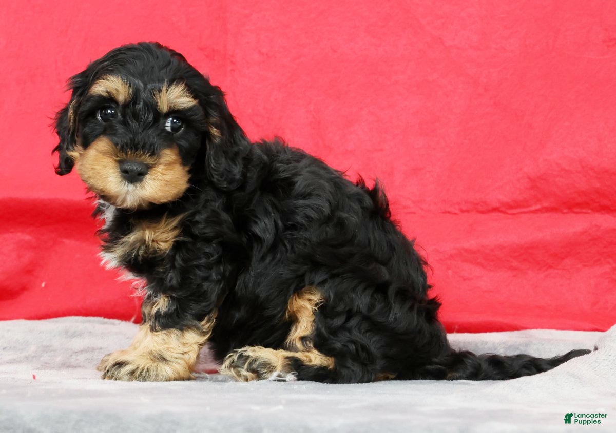 Cavapoo dogs Dusty - Ad 2