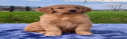 Golden Retriever dogs for sale: Molly - Ad 3