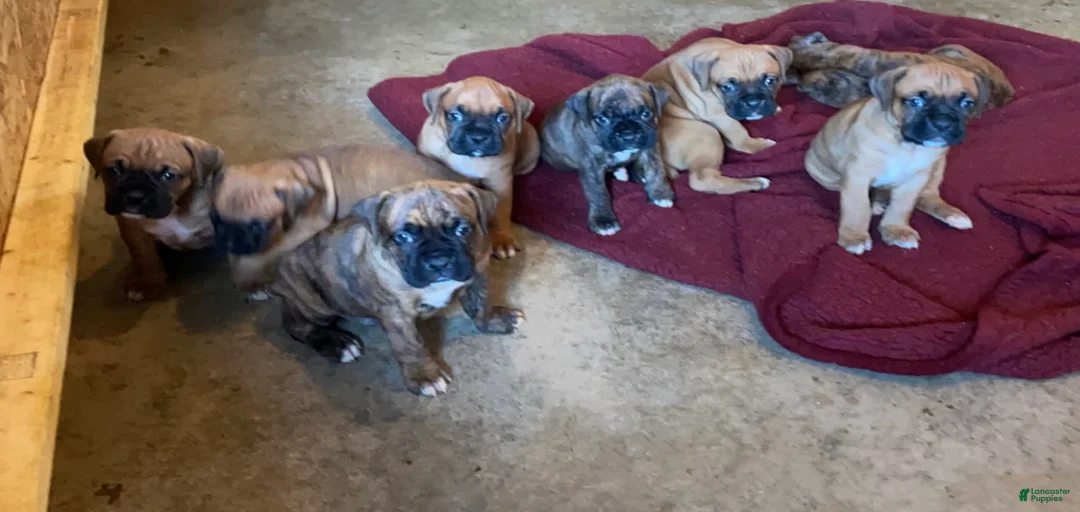 Gallery Image {{count}}