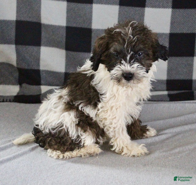 Mixed Breed dogs Bentley - Ad 2