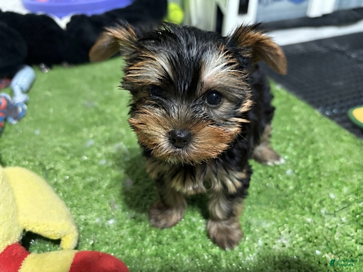 Yorkshire Terrier dogs Dounut - Ad 4