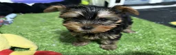 Yorkshire Terrier dogs for sale: Dounut - Ad 1