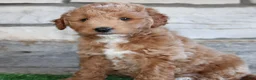 Mini Goldendoodle dogs for sale: Mini Goldendoodle Puppy 1 - Ad 5