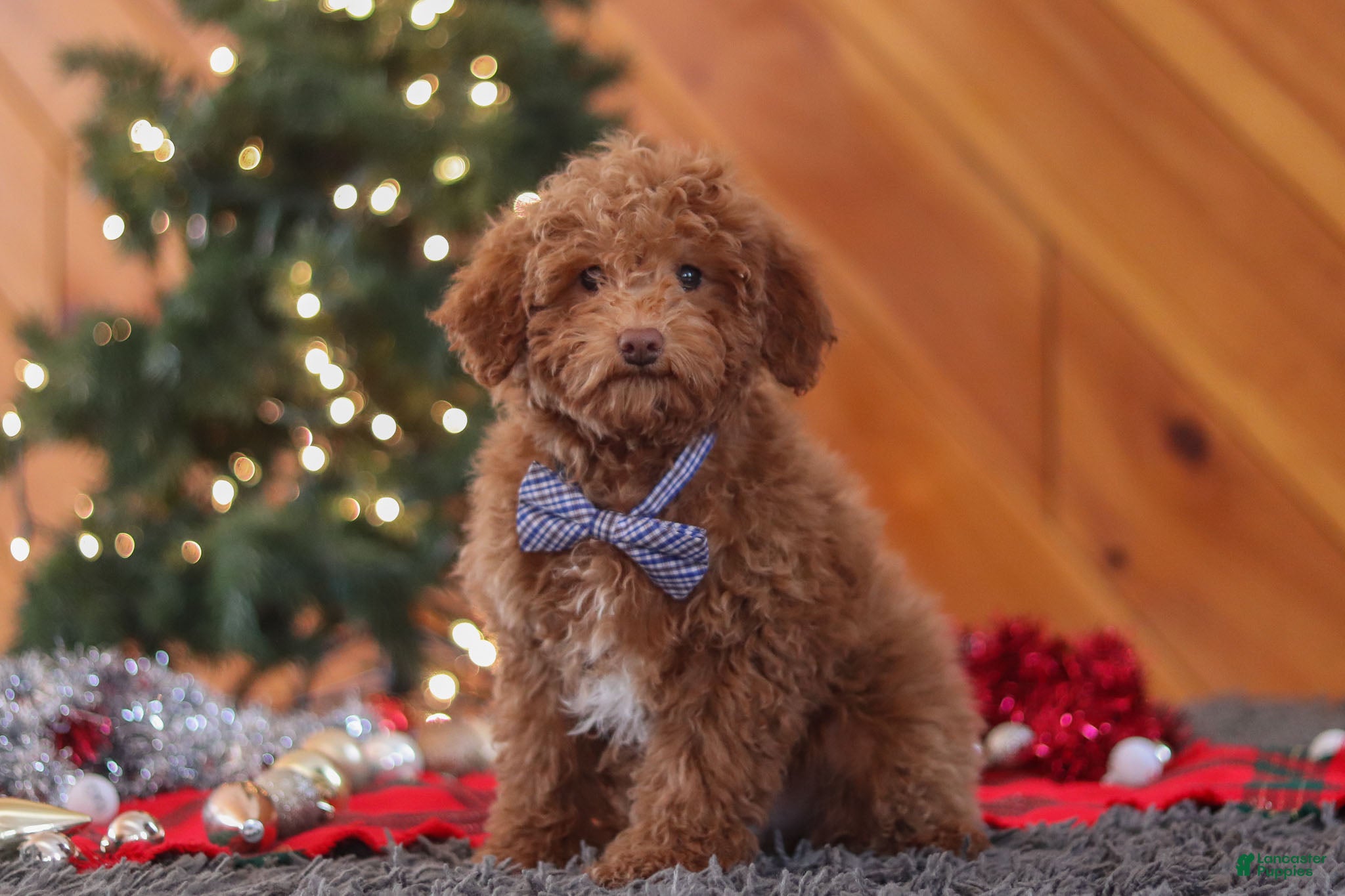 Miniature Poodle dogs Stitch - Ad 37