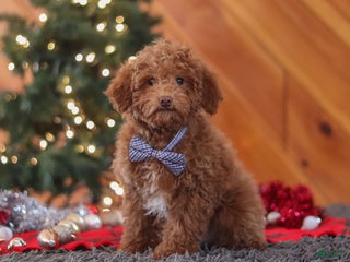 Miniature Poodle dogs Stitch - Ad 4
