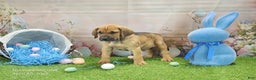 Mixed Breed dogs for sale: 2025 Bloodahoula Male 3 "Finn" - Ad 4