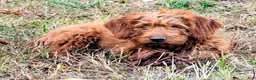 Miniature Labradoodle dogs for sale: Sammi - Ad 5