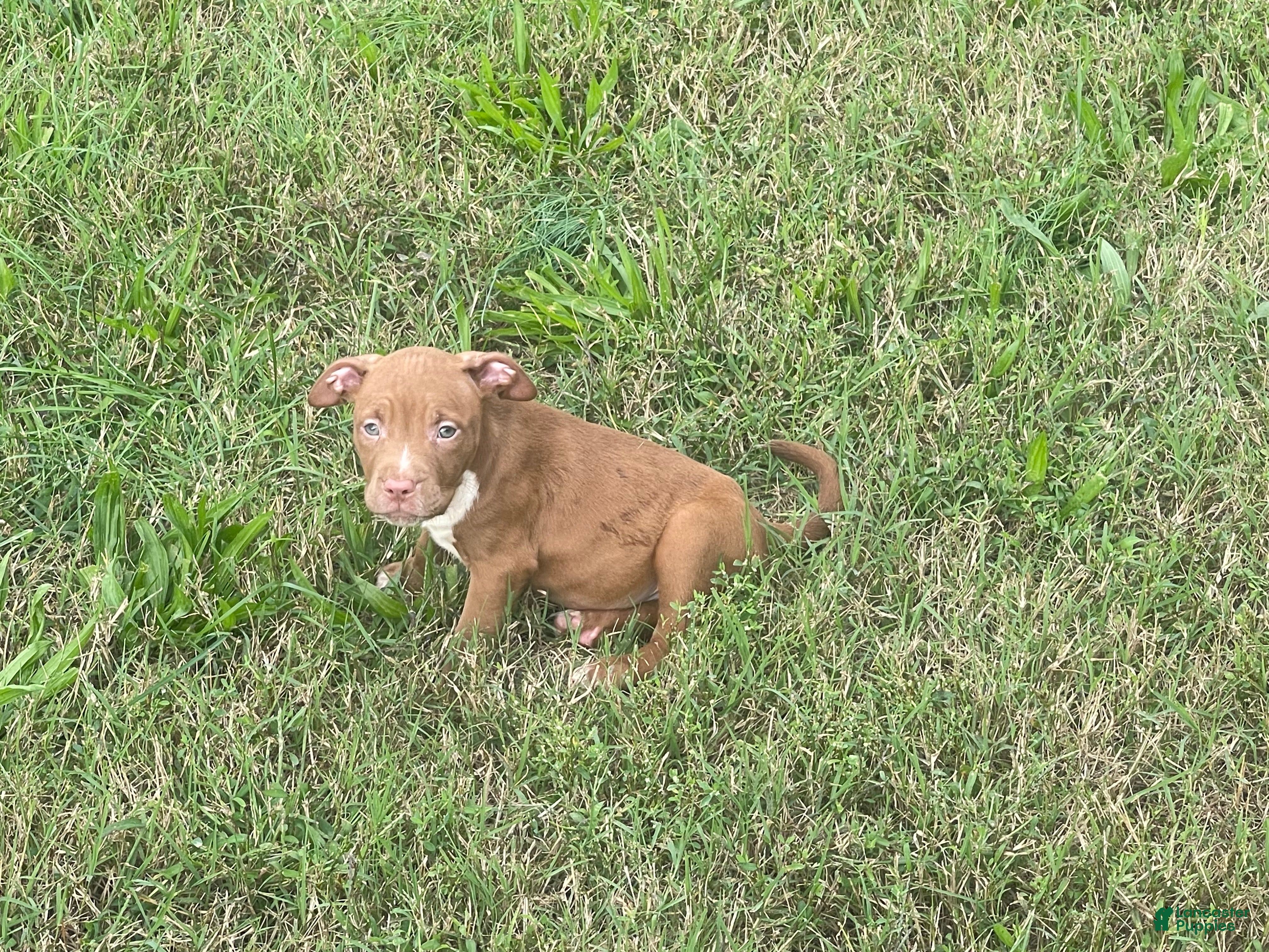 Mixed Breed dogs for sale: Breed 9 - Ad 29