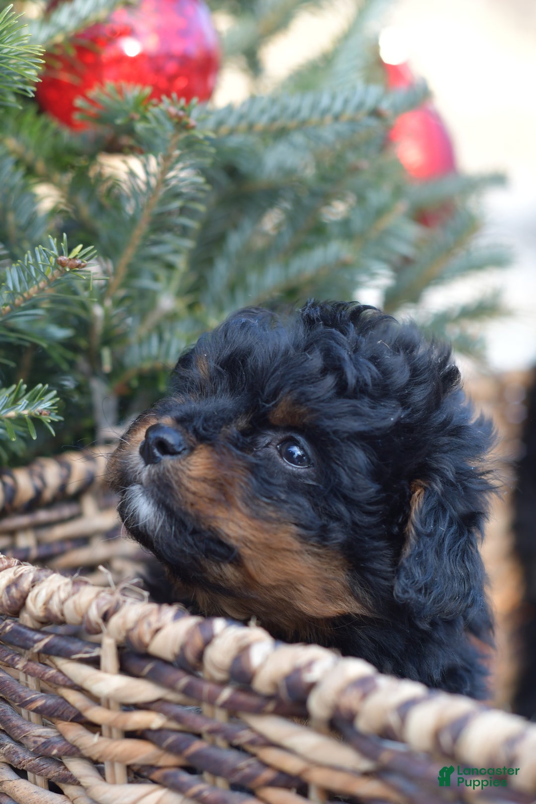 Mini Aussiedoodle dogs for sale: Grizzly - Ad 23