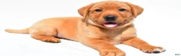 Labrador Retriever dogs for sale: Beau - Ad 11