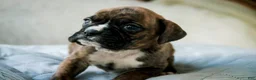 Boxer dogs for sale: Jones - Ad 10