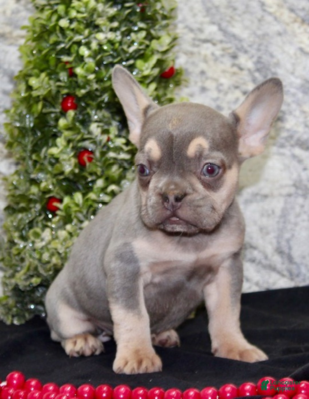 French Bulldog dogs for sale: Reba - Ad 3