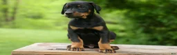 Doberman Pinscher dogs for sale: Duke (Black Rust)🐶🤎✨ - Ad 5