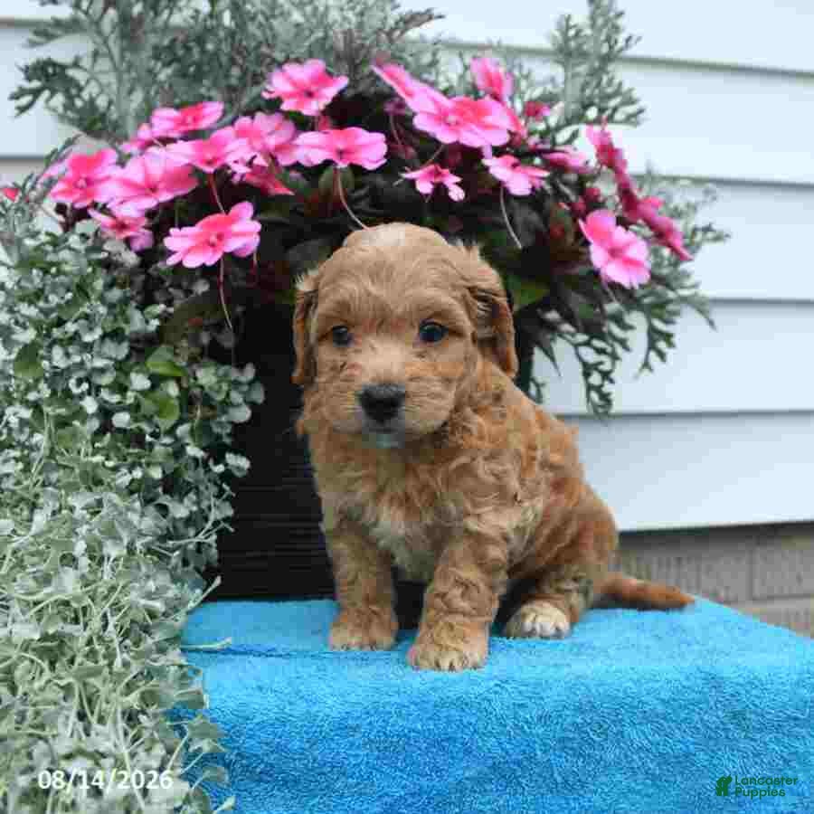 Mini Goldendoodle dogs Kathy - Ad 1