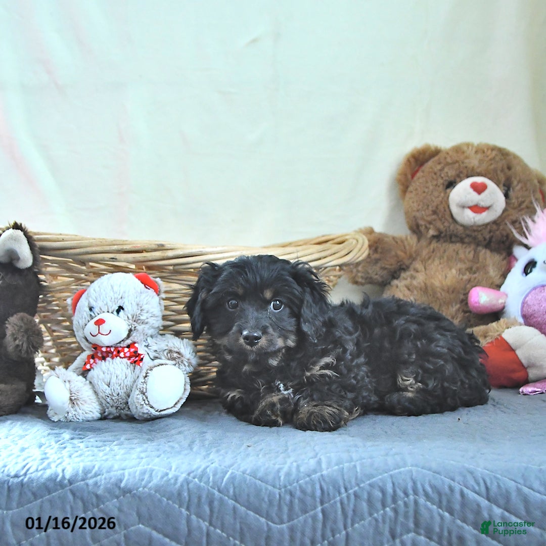 Cavapoo dogs for sale: Gunner - Ad 3