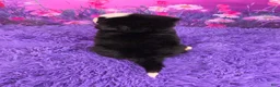 Bernese Mountain Dog dogs for sale: Daisy - Ad 4
